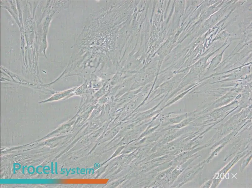 CCD-1095Sk Cell Complete Medium - 4