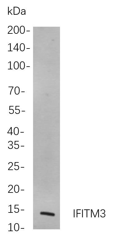 Recombinant IFITM3 Monoclonal Antibody-searchlist-1