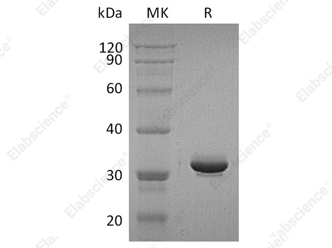 Recombinant Human IgG4-Fc Protein (aa 99-326) - 1