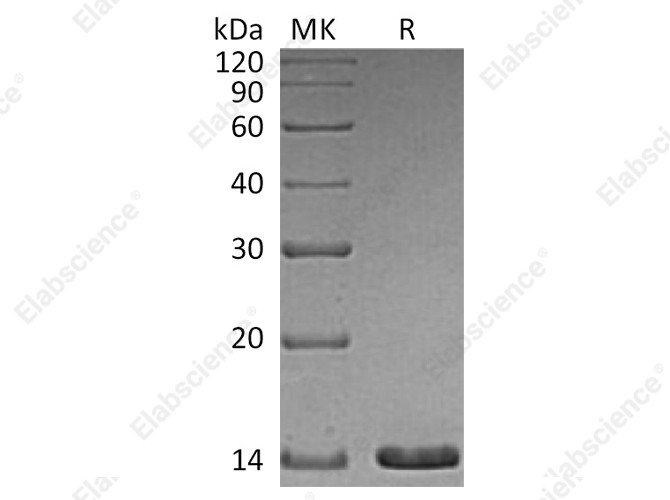 Recombinant Human Artemin Protein - 1