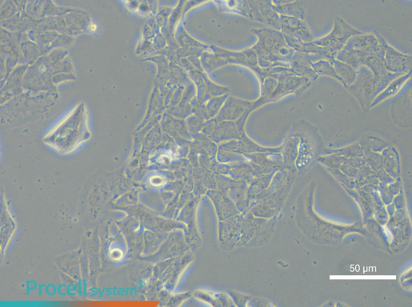 HCC2935 - 4