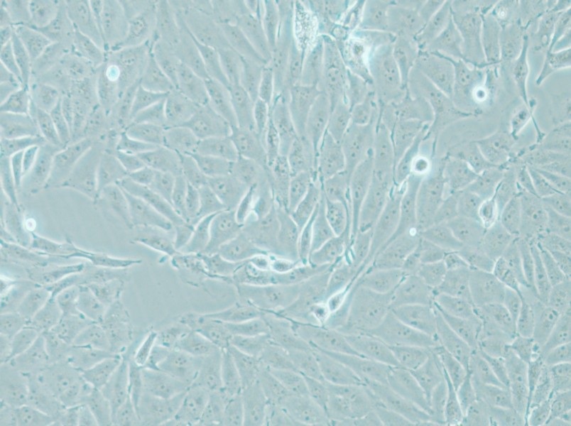 IPEC-J2 Cell Complete Medium - small - 4