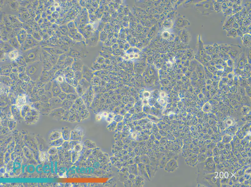 NCI-H460 [H460] Cell Complete Medium - small - 4