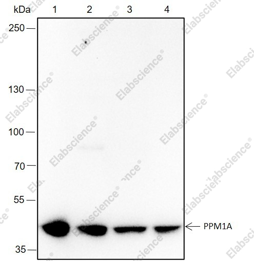 Recombinant PPM1A Monoclonal Antibody - 1