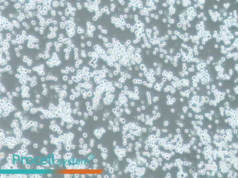 COLO 201 Cell Complete Medium - 3