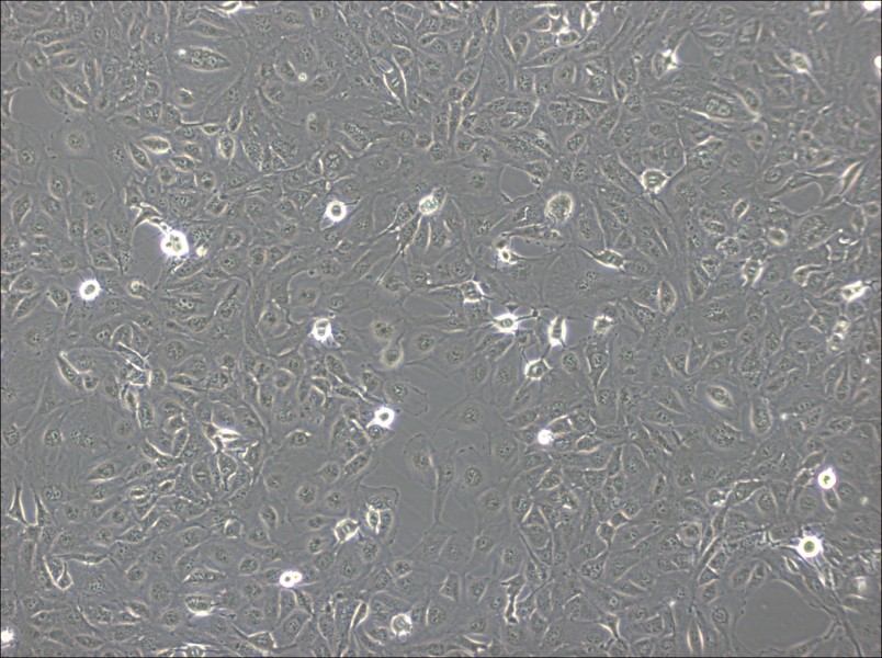 Marcus Cell Complete Medium-searchlist-1