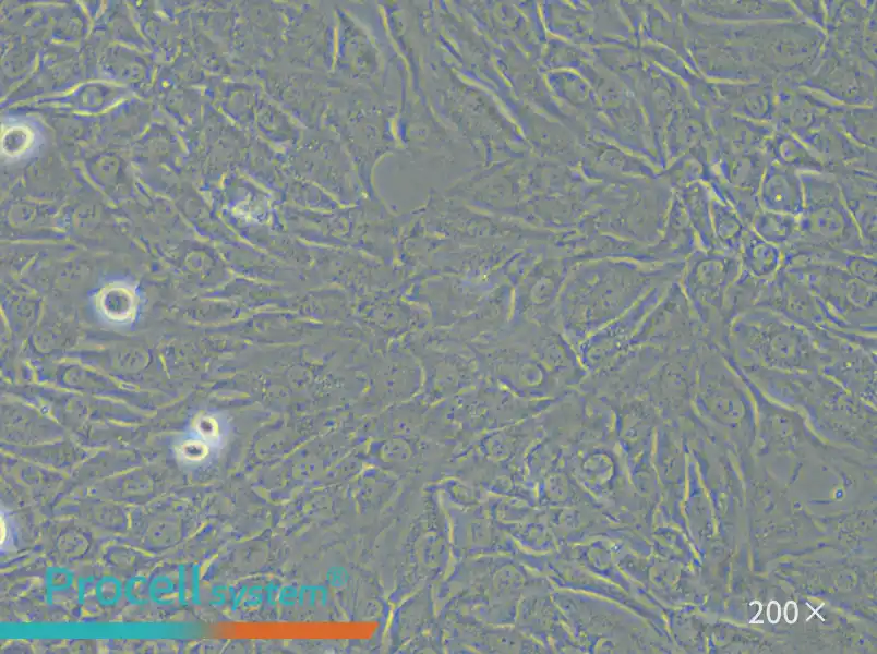 SW579 [SW-579] (L15) Cell Complete Medium - 5