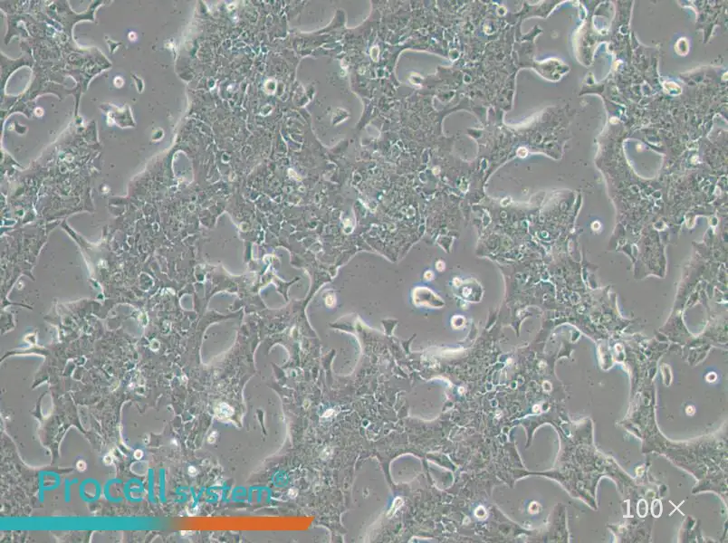 UPCI-SCC-090 Cell Complete MediumUPCI-SCC-090 Cell Complete Medium - 3