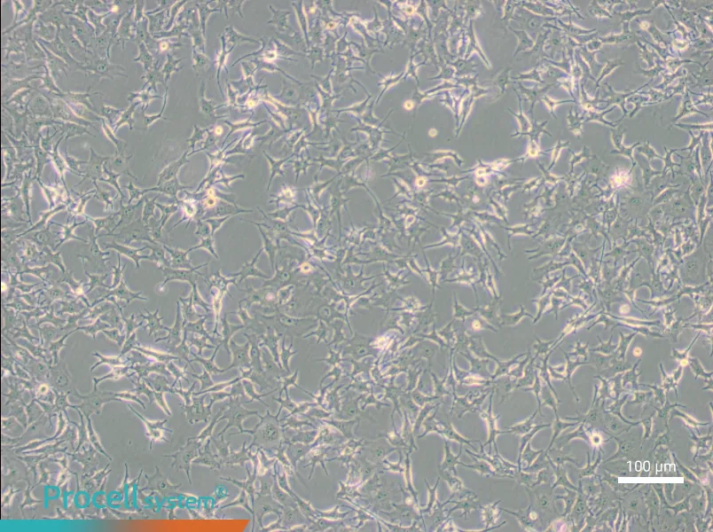 B16-F0 Cell Complete Medium - 3
