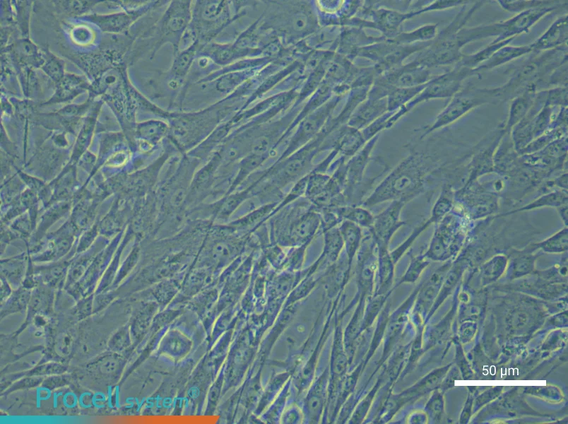 Human Umbilical Cord Blood Mesenchymal Stem Cell Complete Medium - 5