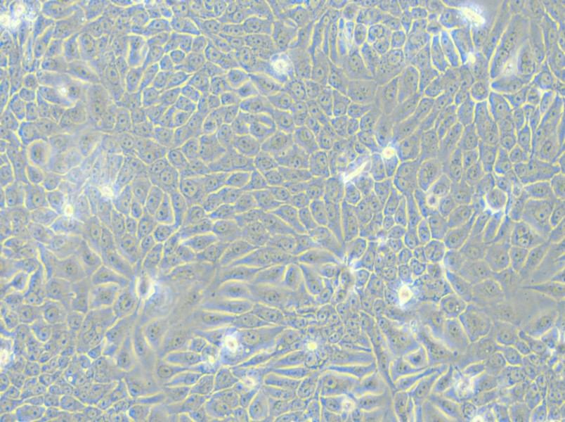 Eca-109 Cell Complete Medium - small - 5