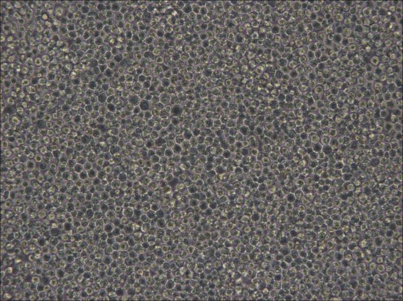 MOLM-13 Cell Complete Medium - small - 6