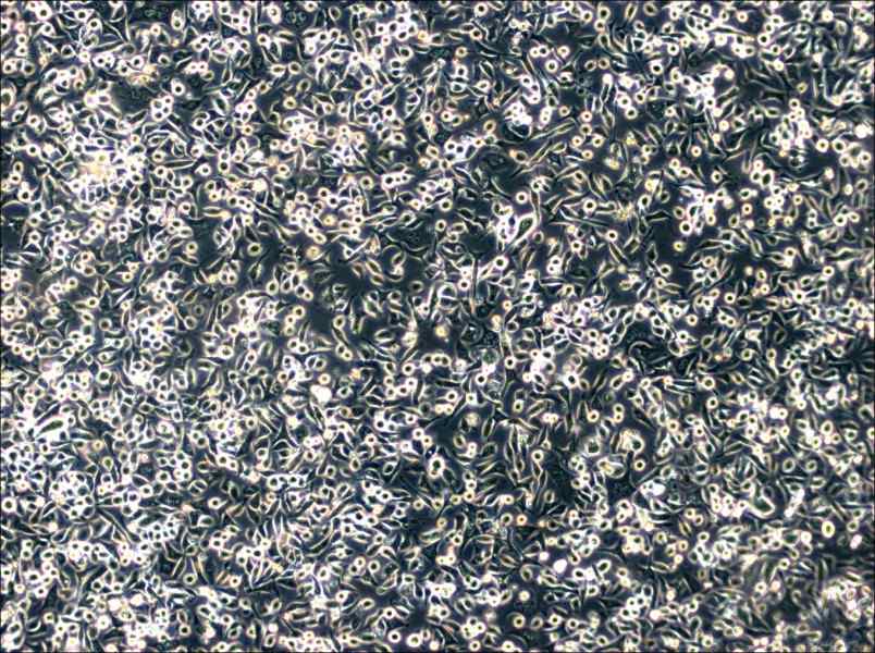 SNU-601 Cell Complete Medium - 2