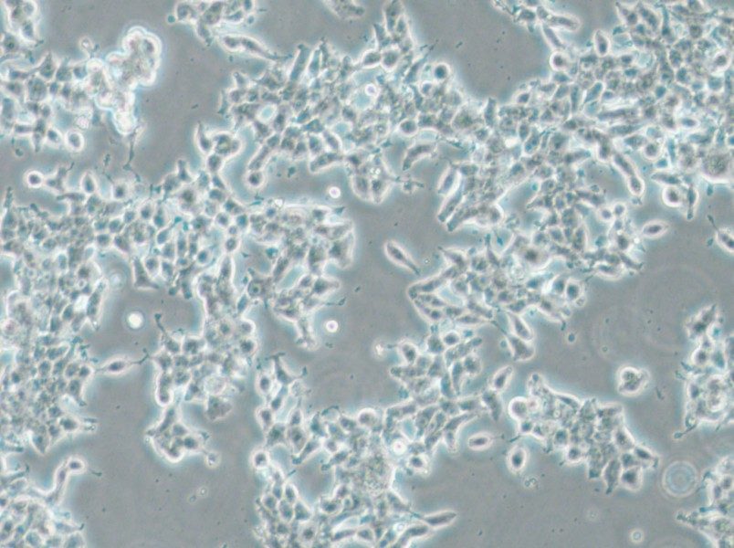 DMS 53 Cell Complete Medium - 4