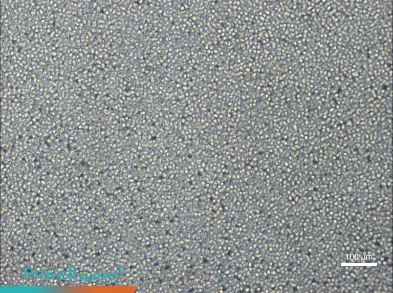 NCI-H929NCI-H929 - 2