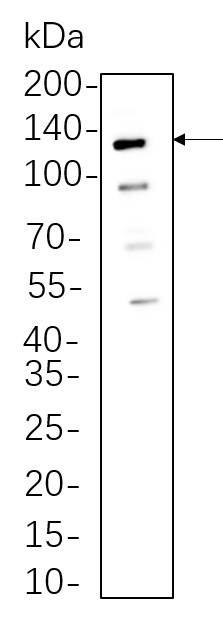 Recombinant Axl Monoclonal Antibody-searchlist-1