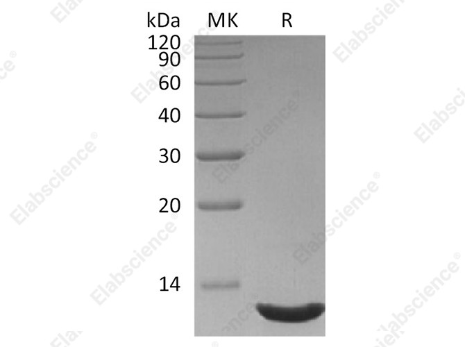 Recombinant Human CXCL12/SDF-1 Protein (aa19-93) - 1