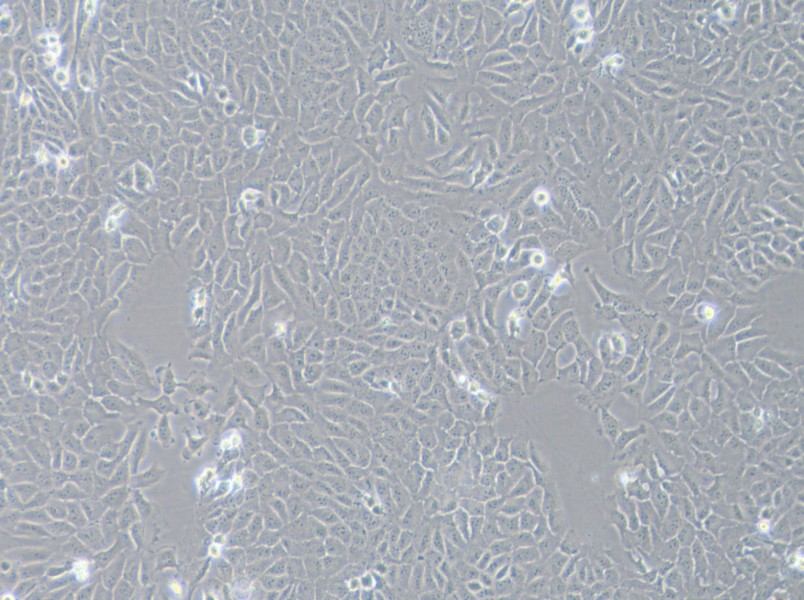 143B Cell Complete Medium-searchlist-1