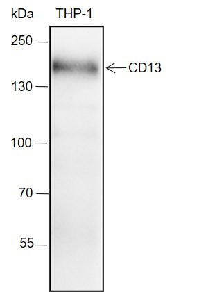 Recombinant CD13 Monoclonal Antibody-searchlist-1