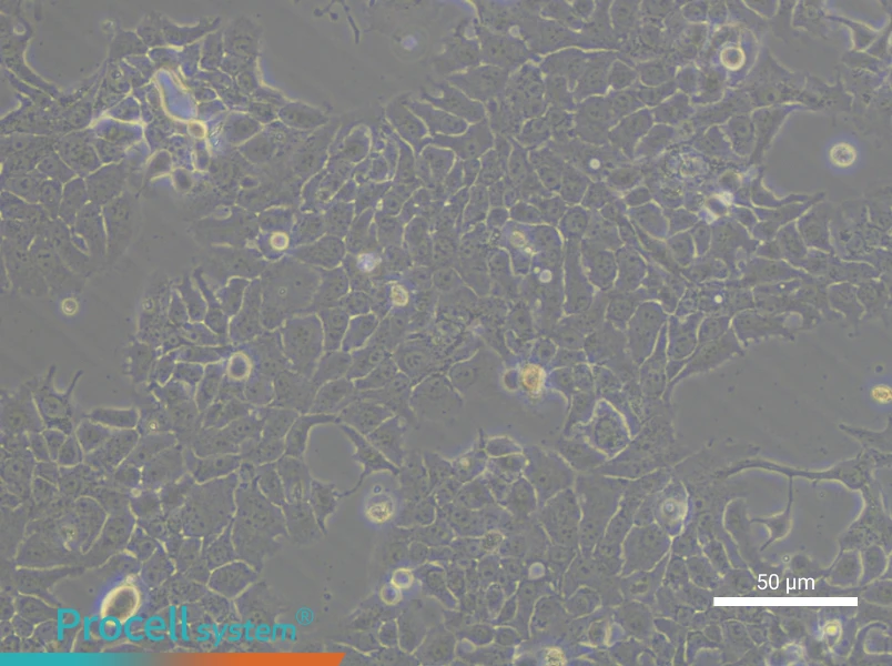 NCI-H322 - 6