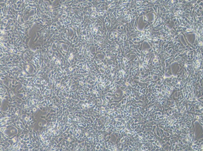 SBC-3 Cell Complete Medium-searchlist-1