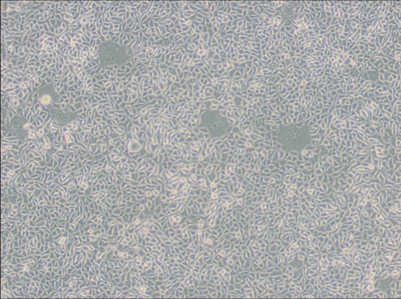 B82 Cell Complete Medium - 3