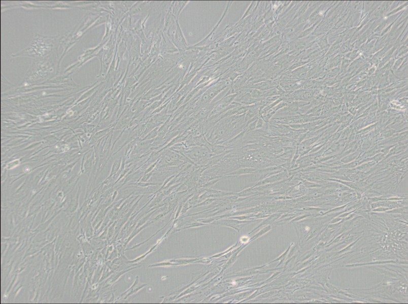 CCD-1095Sk Cell Complete Medium - 3