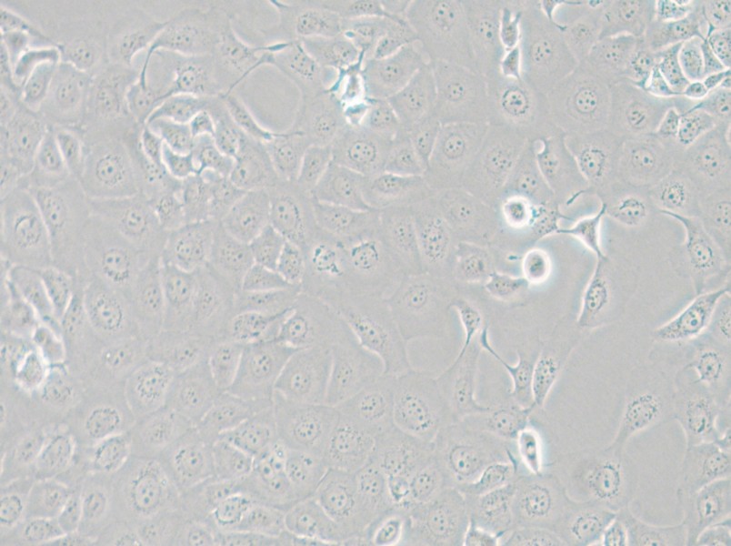HCE-T Cell Complete Medium - 4