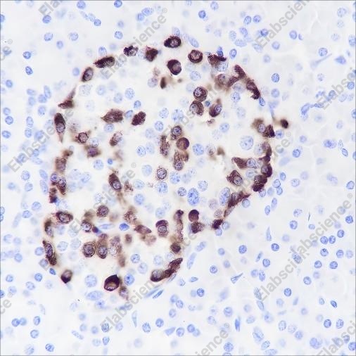 Recombinant GLP-1 Monoclonal Antibody - 2