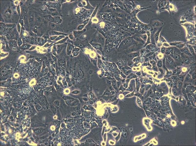 CL-11 Cell Complete Medium - 5