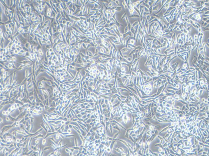 SK-UT-1 Cell Complete Medium - 3
