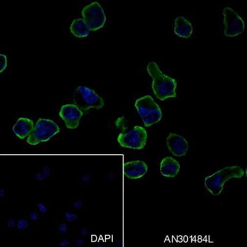 Recombinant CD62L Monoclonal Antibody - small - 2