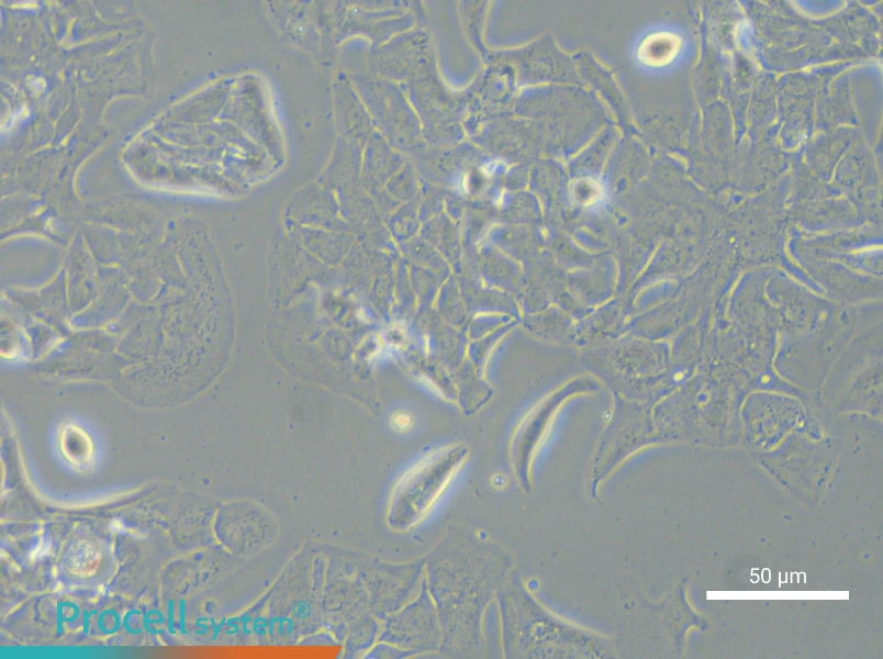 HCC2935 - 6