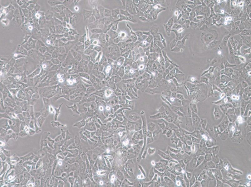 HCC4006 Cell Complete Medium-searchlist-1