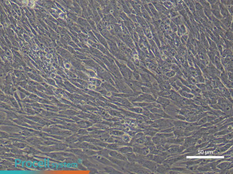 Mouse Ovarian Granulosa (Primary cell immortalization) Cell Complete MediumMouse Ovarian Granulosa (Primary cell immortalization) Cell Complete Medium - 5