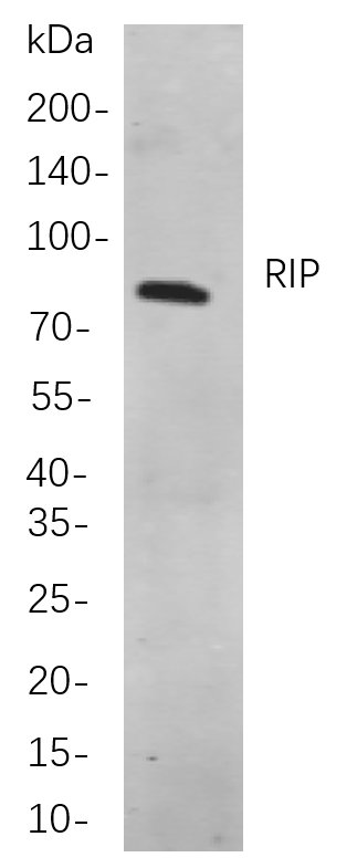 Recombinant RIP Monoclonal Antibody-searchlist-1