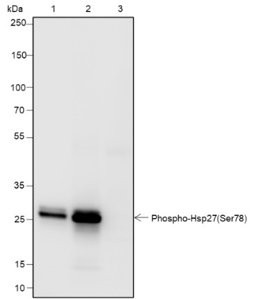 Recombinant Phospho-HSP27 (Ser78) Monoclonal Antibody - small - 6