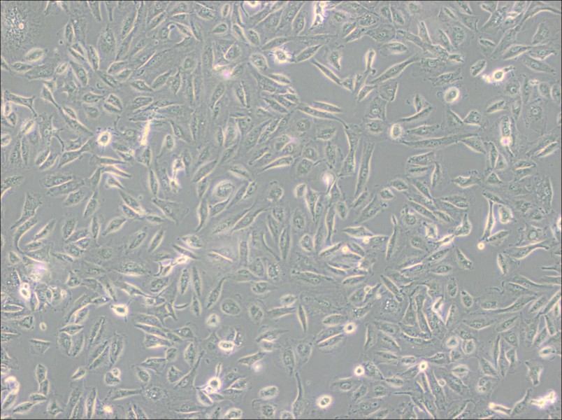 Caki-2 Cell Complete MediumCaki-2 Cell Complete Medium - 2