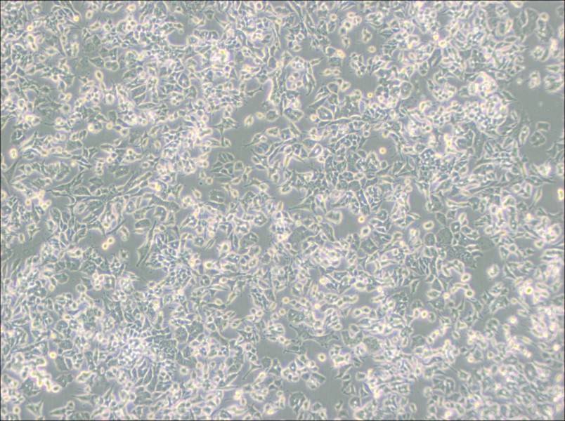 PC-12 (Low differentiation) Cell Complete MediumPC-12 (Low differentiation) Cell Complete Medium - 2