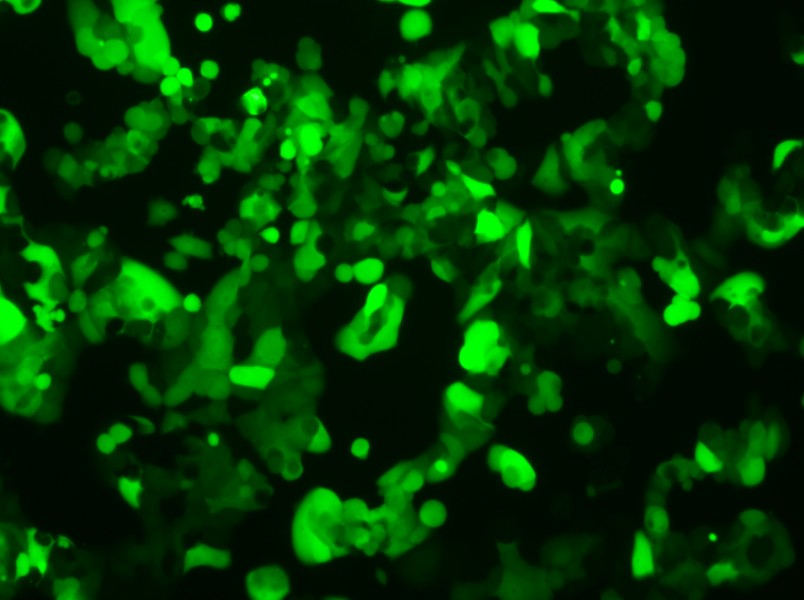 MCF7-LUC-EGFP Cell Complete Medium-searchlist-1