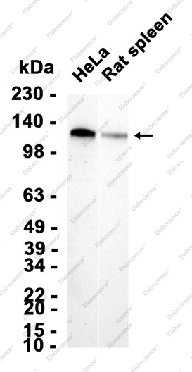 Recombinant EPHB4 Monoclonal Antibody - 1