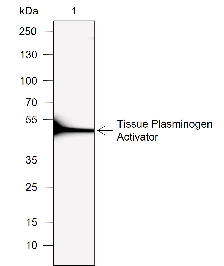 Recombinant Tissue Plasminogen Activator Monoclonal Antibody - small - 1