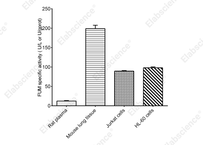 Fumarase (FUM) Activity Colorimetric Assay Kit - 2