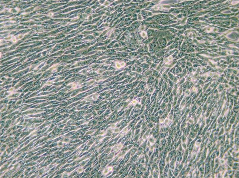 3T6-Swiss albino Cell Complete Medium - small - 5