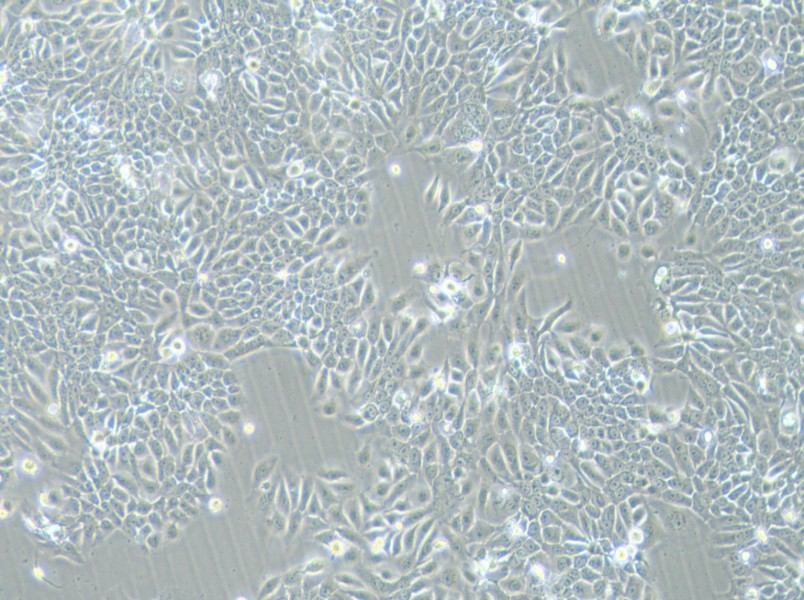 Eca-109 Cell Complete Medium - 2