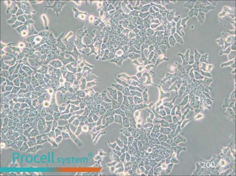 H-4-II-E [H4-II-E] Cell Complete Medium - 5