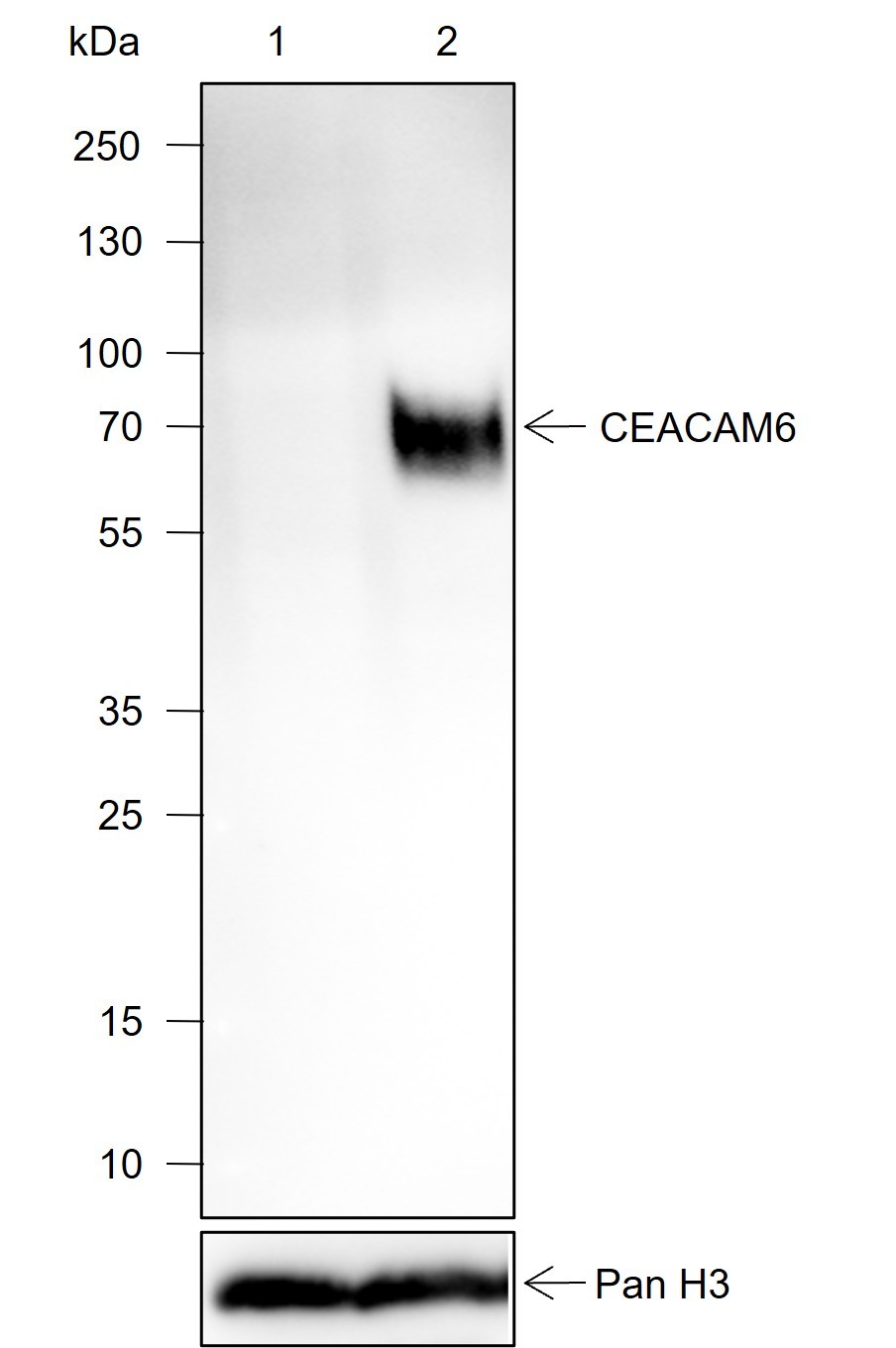 Recombinant CEACAM6 Monoclonal Antibody-searchlist-1