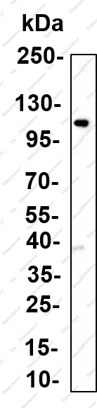 Recombinant Cbl Monoclonal Antibody - 1