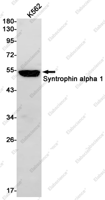 Recombinant Syntrophin alpha 1 Monoclonal Antibody - 1