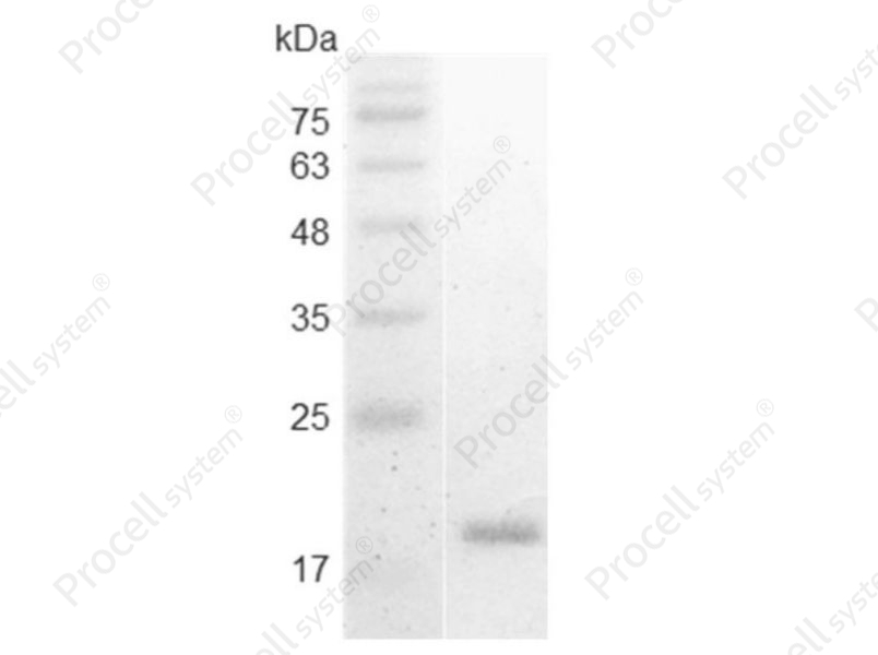 IL-1&alpha;/IL1A, Swine, Recombinant